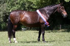 Groningen Horse Famke Groninger Comes From Netherlands It Has Common Ancestors With Friesian Holsteiner And E Rare Horse Breeds Rare Horses Warmblood Horses
