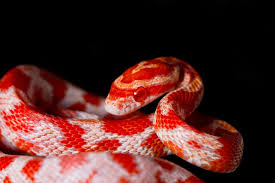 Price is more than 20% above the estimated market price for similarly classed vehicles. Candy Cane Corn Snakes Costs Facts Genetics And Morphs Family Life Share