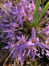 Image result for Xerophyta retinervis