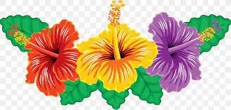Affordable and search from millions of royalty free images, photos and vectors. Hibiscus Flower Plant Clip Art Png 4500x2164px Hibiscus Annual Plant Cut Flowers Flower Flowering Plant Download