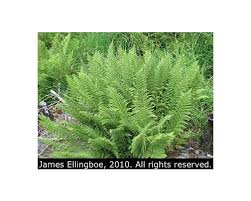 Image result for Athyrium schimperi