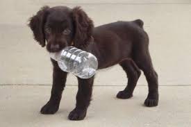 There are 0 available field spaniels for sale in south carolina. Pin By Paige Kiley On My Fur Babies 3 Spaniel Puppies For Sale Boykin Spaniel Boykin Spaniel Puppies