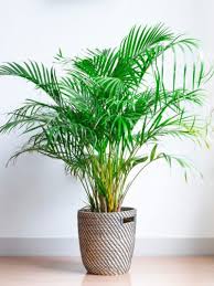 Its attractive nature has been awarded the royal horticultural society's award of garden merit, which for a plant grown more commonly indoors than out, is a pretty rare feat. Areca Palm Plants How To Grow Areca Palm Houseplant