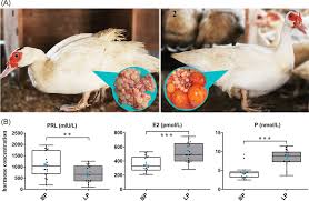 Ducks may feed on leeches, which can help to keep their populations low. Broodiness Egg Laying And Endocrine Study Of Muscovy Duck A 1 Download Scientific Diagram