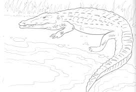 The first one is american alligators and the second is chinese alligators. Free Printable Alligator Coloring Pages For Kids