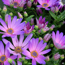 Senetti Magenta | Purple Spring Perennial Plant | Free Uk Delivery