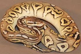 We did not find results for: Cinnamon Pastel Yellow Belly