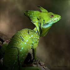 Emerald Basilisk Photo By Jim Hoffman Animals Reptiles And Amphibians Amphibians