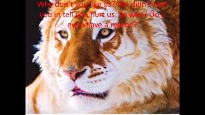 In the wild tabby tigers would hunt small and large animals such as wild boar,buffalo,monkeys, foxes,jackals,and even baby asian elephant and baby rhinos. Save The Golden Tabby Tiger Youtube