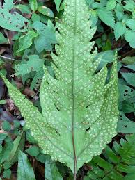 Image result for Tectaria fernandensis