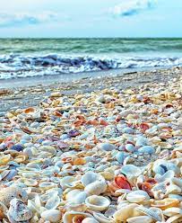 Sanibel Island Fl The World S Best Shelling Beaches Beach Bliss Living Sanibel Island Florida Sanibel Island Beaches Sanibel Island