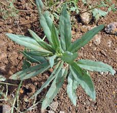 Image result for Gomphocarpus semilunatus