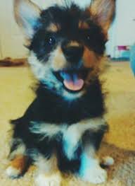 Pets offered by humane societies and shelters, owners and breeders locally in canada. Kodi My Corgi Yorkie Mix Shes 2 Months Old And Happy As Can Be Puppy Yorkie Corgi Mixed Breed Dogs Baby Animals Crazy Dog Lady