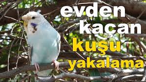 Canim Kusum Cilgin Evden Kacti Youtube