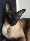Siamese – Specialty Purebred Cat Rescue