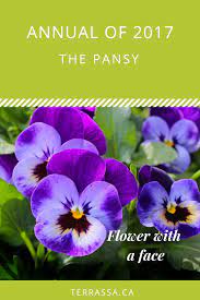 Colorful Flowers With Faces Pansies Flowers Flower Meanings Pansies