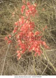 Image result for Cadaba