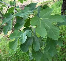 Risultati immagini per fico brogiotto