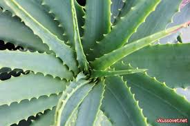 как сделать лекарство из алоэ и меда для желудка Sok Aloe Primenenie Poleznye Svojstva Aloe Listya Aloe Recepty Aloe Aloe S Myodom Ekstrakt Aloe