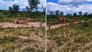 Camelos no cerrado brasileiro? Entenda como dromedários foram parar no Jalapão