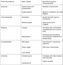 Protista Bio 113 Portfolio