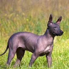 Xolo need a consistent training regiment and clearly defined boundaries. Xoloitzcuintle Dog Breed Everything About Xoloitzcuintle