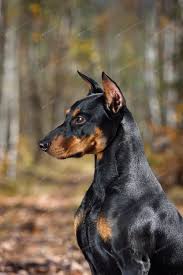 portrait of doberman photo by ealisa on envato elements doberman german pinscher borzoi dog