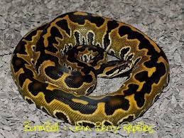 Ball Python X Burmese Python Aka Burmball Python Regius X Python Molurus Bivittatus Picture By John Berry Ball Python Morphs Python Regius Ball Python