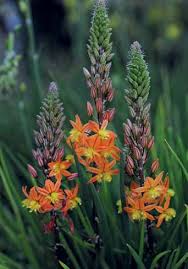 Image result for Dierama parviflorum