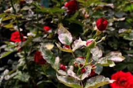 Check spelling or type a new query. It S Fungus Weed And Insect Season Westlake Ace Hardware