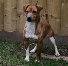 Newfoundland norfolk terrier norrbottenspets norwegian buhund norwegian elkhound norwegian lundehund norwich terrier nova scotia duck tolling retriever old english sheepdog otterhound. British Terriers Jackal S Old Country Blood