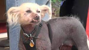 Presenting 10 really ugly dogs. World S Ugliest Dog Competition Really Ugly Dogs Youtube