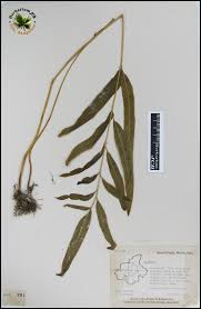 Image result for Lindsaea ensifolia