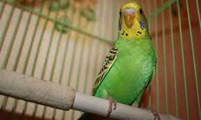 Pembayaran mudah, pengiriman cepat & bisa cicil 0%. Berapa Banyak Burung Kakak Tua 25 Gambar Berapa Tahun Jangka Hayat Purata Di Rumah Berapa Lama Mereka Hidup Semula Jadi