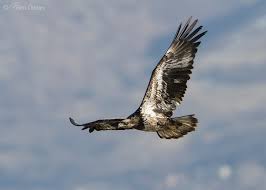 A Guide To Aging Bald Eagles Feathered Photography