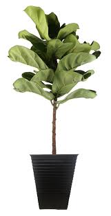 Fiddle leaf figs are very easy to care for and will provide years of enjoyment. Costa Farms 42 Fiddle Leaf Fig Plant Floor Plant In A Resin With Air Purifying Qualities For Outdoor Use Reviews Wayfair