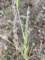Image result for Eragrostis porosa