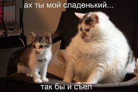 ах ты мои сладеньким / дети :: приколы про еду :: котэ (прикольные картинки  с кошками) / смешные картинки и другие приколы: комиксы, гиф анимация,  видео, лучший интеллектуальный юмор.