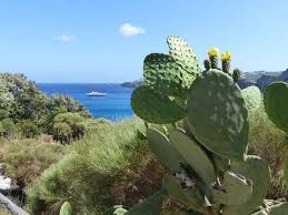 Fiori gialli i piu belli per dare luce al giardino e al balcone. Un Cactus Con Fiori Gialli Nella Macchia Mediterranea Sul Mare Nell Isola Di Ponza In Italia Foto Stock Adobe Stock