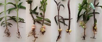 Image result for Rhizobium radiobacter, syn. Agrobacterium tumefaciens