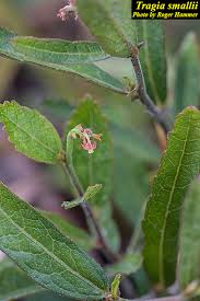 Image result for Tragia adenanthera