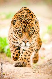 jaguar wildlife leopard animal stalking hunt ferocious ecuador attack front  angry deadly wilderness tiger racing toward the camera with his violent  look pointing the photographer Stock Photo | Adobe Stock
