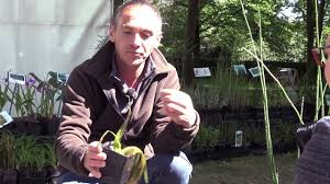 A la différence d'un bassin à poissons, une mare naturelle attire grenouilles, libellules, oiseaux… trois mètres carrés suffisent à créer un petit paradis de biodiversité. Conseil D Experts Quelles Plantes Pour Un Mini Bassin Youtube