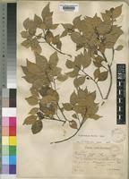 Image result for Cryptocarya woodii