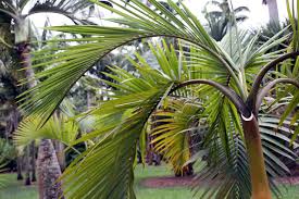 Image result for Hyophorbe indica