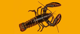 نتیجه جستجوی لغت [lobster] در گوگل