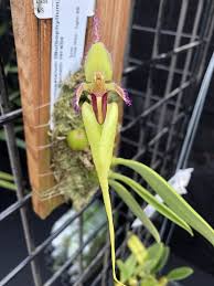 Image result for Bulbophyllum prorepens