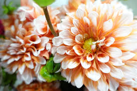Palm beach wholesalers co →. Sf Flower Mart Wholesale Flower Wholesale Florist