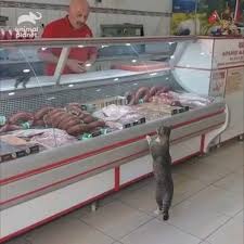 So A Cat Walks In A Deli Video Cok Sirin Hayvanlar Komik Hayvan Komik Kediler