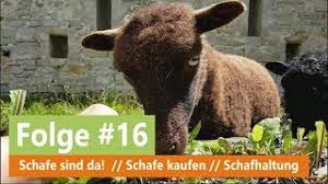 Da laufenten aufgrund ihrer mangelnden flugkünste relativ schutzlos sind, muss der garten eingezäunt und ein gut verschließbarer stall vorhanden sein. Schafe Sind Da Schafe Kaufen Schaf Haltung Youtube